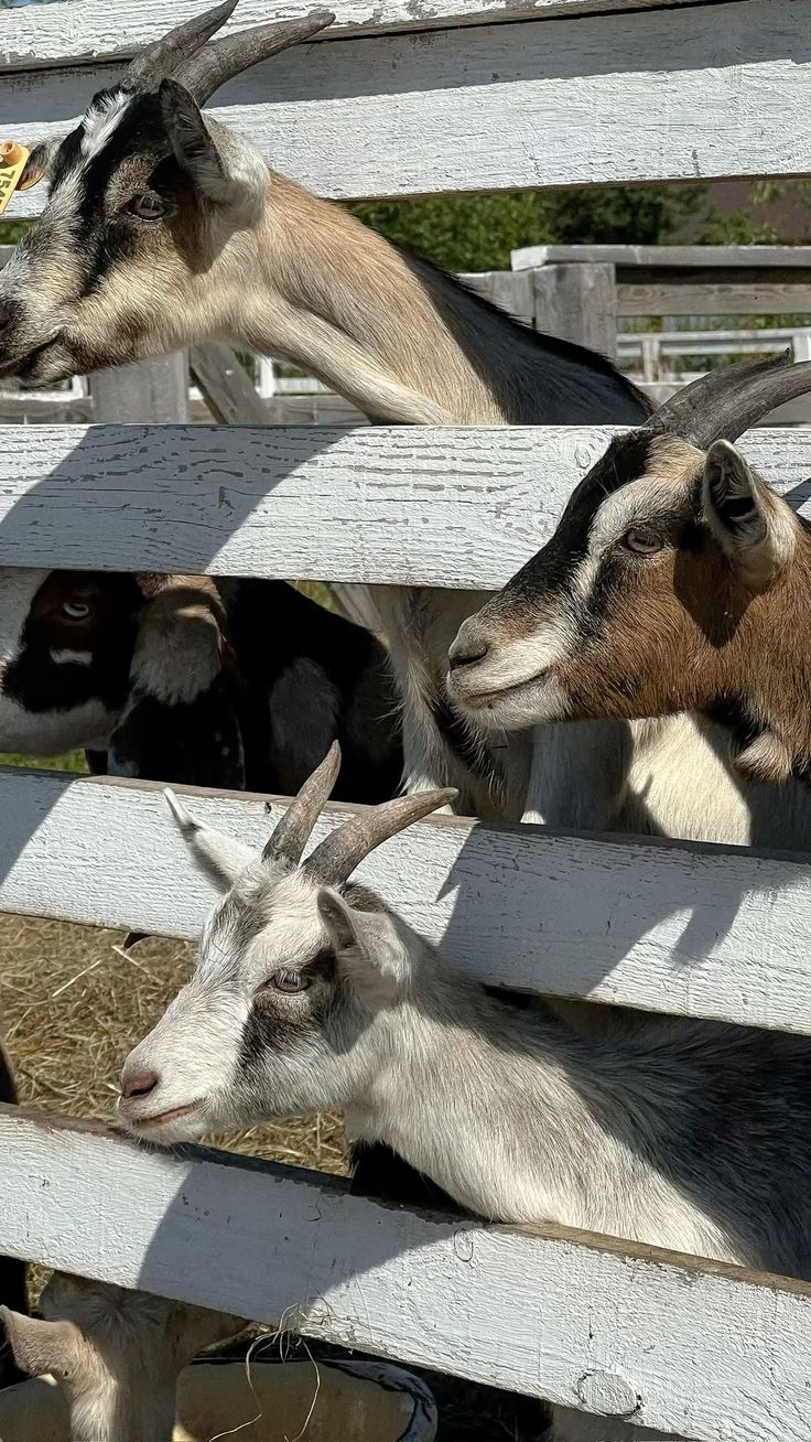 Venta de chivo en pie (promedio 10 kg)