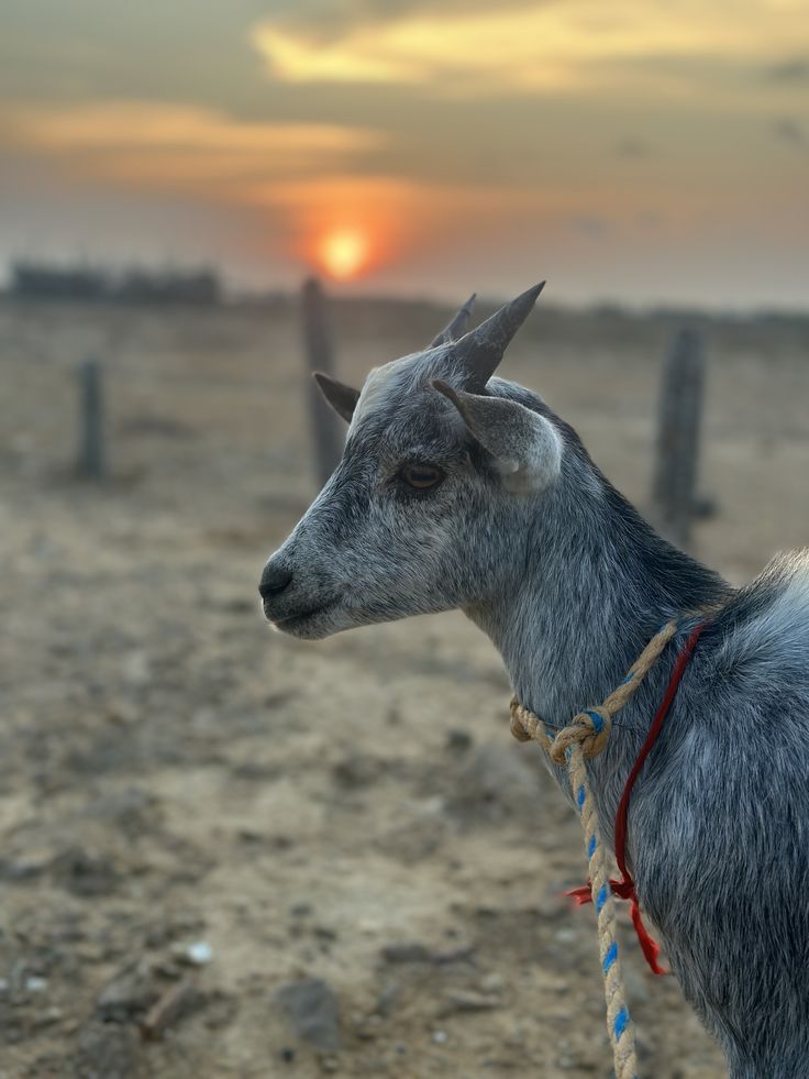 Venta de carne de chivo